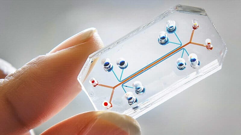 Organ-on-Chip Market