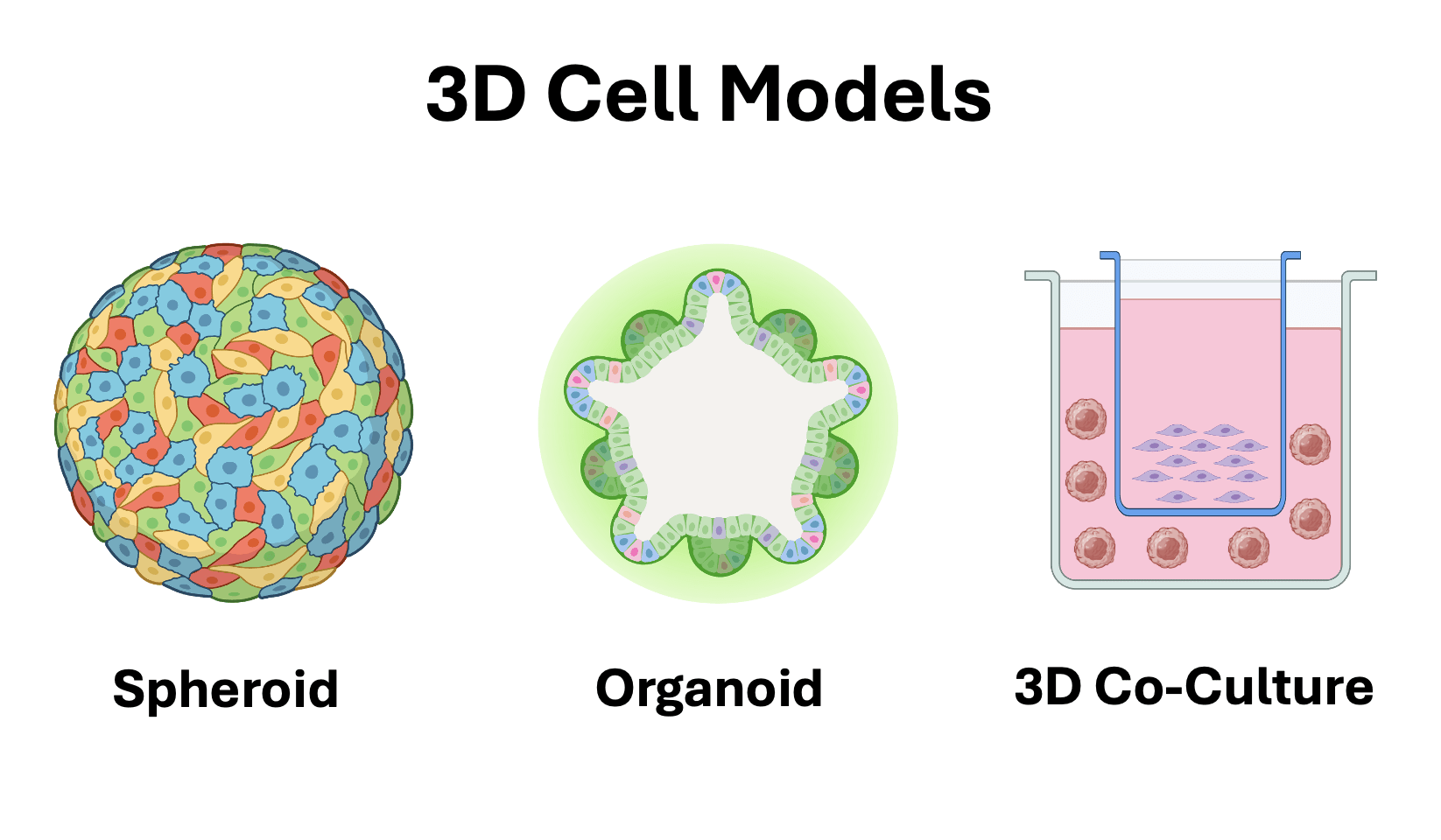 3D Cell Culture Market