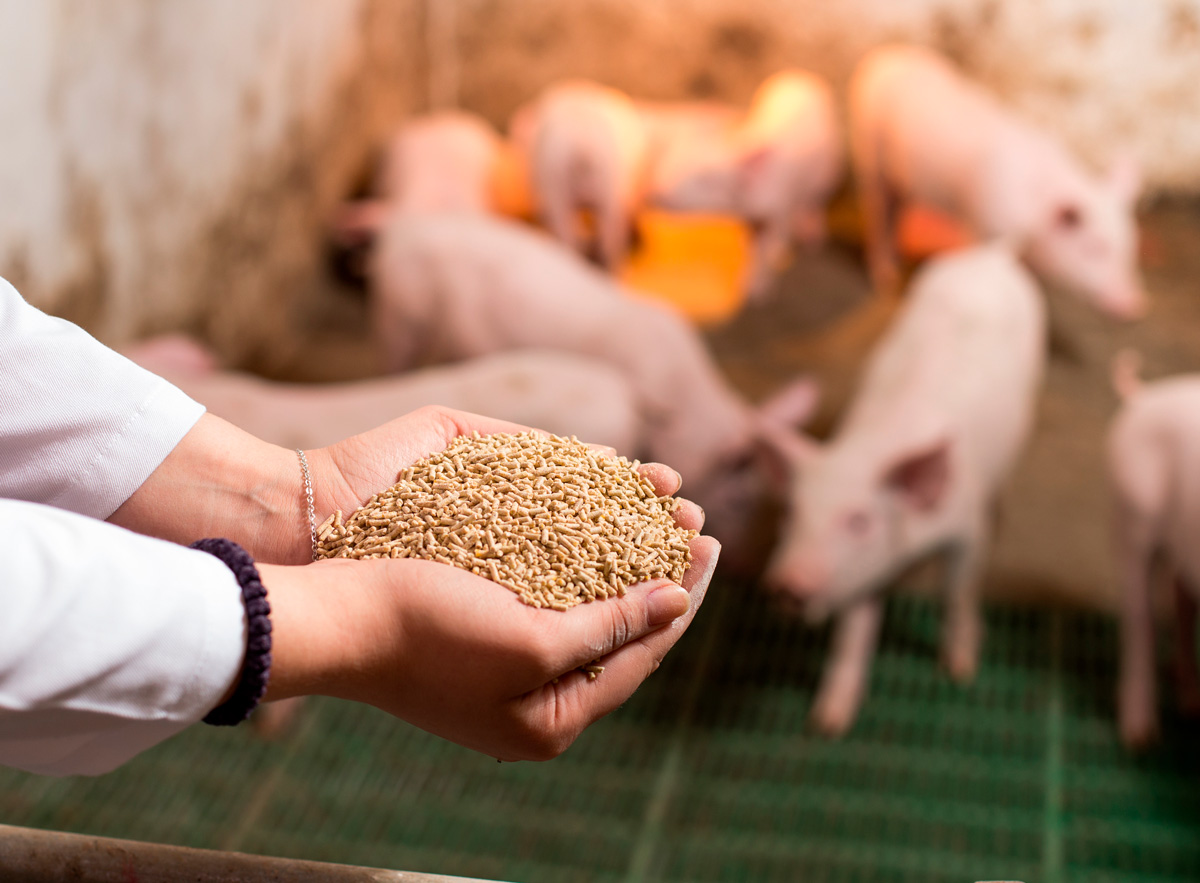 Animal Nutrition Market