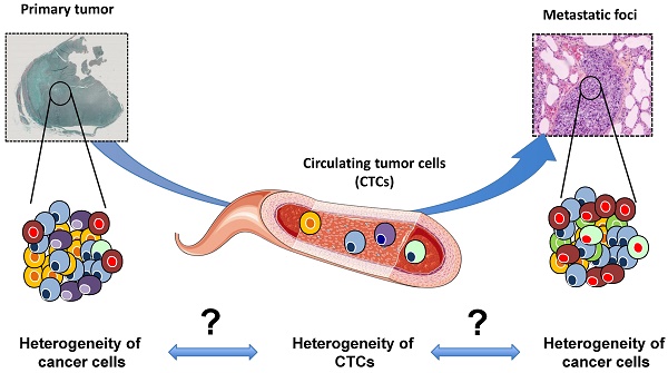Circulating Tumor Cell Market